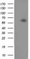 CALCOCO2 (14R16) Mouse Monoclonal antibody