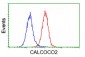 CALCOCO2 (14R16) Mouse Monoclonal antibody