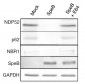 CALCOCO2 (14R16) Mouse Monoclonal antibody