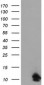 FXYD3 (16C8) Mouse Monoclonal antibody