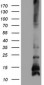 FXYD3 (10V6) Mouse Monoclonal antibody