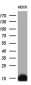 FXYD3 (10V6) Mouse Monoclonal antibody