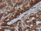 FXYD3 (15L6) Mouse Monoclonal antibody