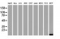 FXYD3 (15L6) Mouse Monoclonal antibody