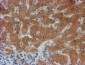 FXYD3 (15L6) Mouse Monoclonal antibody