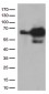 PRCC (7H14) Mouse Monoclonal antibody