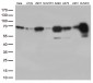 PRCC (7H14) Mouse Monoclonal antibody