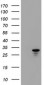 HDHD1 (18L10) Mouse Monoclonal antibody