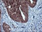 HDHD1 (18L10) Mouse Monoclonal antibody