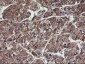 HDHD1 (18L10) Mouse Monoclonal antibody