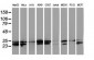 HDHD1 (5Z16) Mouse Monoclonal antibody