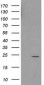 HDHD1A (15C12) Mouse Monoclonal antibody