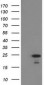 HDHD1A (13I13) Mouse Monoclonal antibody