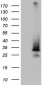 SNX10 (5V11) Mouse Monoclonal antibody