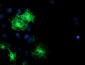 SCHIP1 (2N1) Mouse Monoclonal antibody