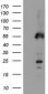 SCHIP1 (2N1) Mouse Monoclonal antibody