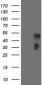 SCHIP1 (1S18) Mouse Monoclonal antibody