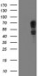 SCHIP1 (4X12) Mouse Monoclonal antibody