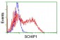 SCHIP1 (3X11) Mouse Monoclonal antibody