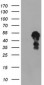 SCHIP1 (3X11) Mouse Monoclonal antibody