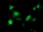 TTLL12 (11R19) Mouse Monoclonal antibody