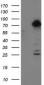 TTLL12 (11R19) Mouse Monoclonal antibody