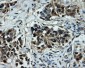 TTLL12 (5S1) Mouse Monoclonal antibody