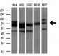 TTLL12 (5S1) Mouse Monoclonal antibody