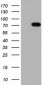 TTLL12 (13V7) Mouse Monoclonal antibody