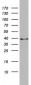 PLEK2 (10C17) Mouse Monoclonal antibody