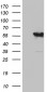 KBTBD4 (5G8) Mouse Monoclonal antibody