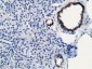 MICAL1 (14Q4) Mouse Monoclonal antibody