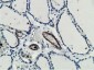 MICAL1 (14Q4) Mouse Monoclonal antibody