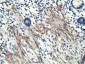 MICAL1 (14Q4) Mouse Monoclonal antibody