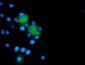 MICAL1 (18N18) Mouse Monoclonal antibody