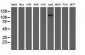 MICAL1 (18N18) Mouse Monoclonal antibody