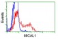 MICAL1 (19V9) Mouse Monoclonal antibody