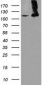 MICAL1 (19V9) Mouse Monoclonal antibody