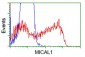 MICAL1 (3K2) Mouse Monoclonal antibody