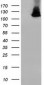 MICAL1 (3K2) Mouse Monoclonal antibody