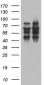 Purified ZNF34 (6J6) Mouse Monoclonal antibody