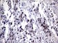 Purified ZNF34 (6J6) Mouse Monoclonal antibody