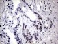 Purified ZNF34 (6J6) Mouse Monoclonal antibody