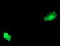 ASCC2 (5S8) Mouse Monoclonal antibody