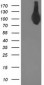 ASCC2 (5S8) Mouse Monoclonal antibody