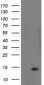 POLR2J2 (16E2) Mouse Monoclonal antibody