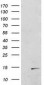 POLR2J2 (3R19) Mouse Monoclonal antibody