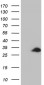 TCEANC2 (6R16) Mouse Monoclonal antibody