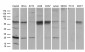 TCEANC2 (6R16) Mouse Monoclonal antibody