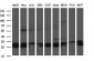 HSCB (11S6) Mouse Monoclonal antibody